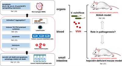 Vibrio vulnificus Hemolysin: Biological Activity, Regulation of vvhA Expression, and Role in Pathogenesis